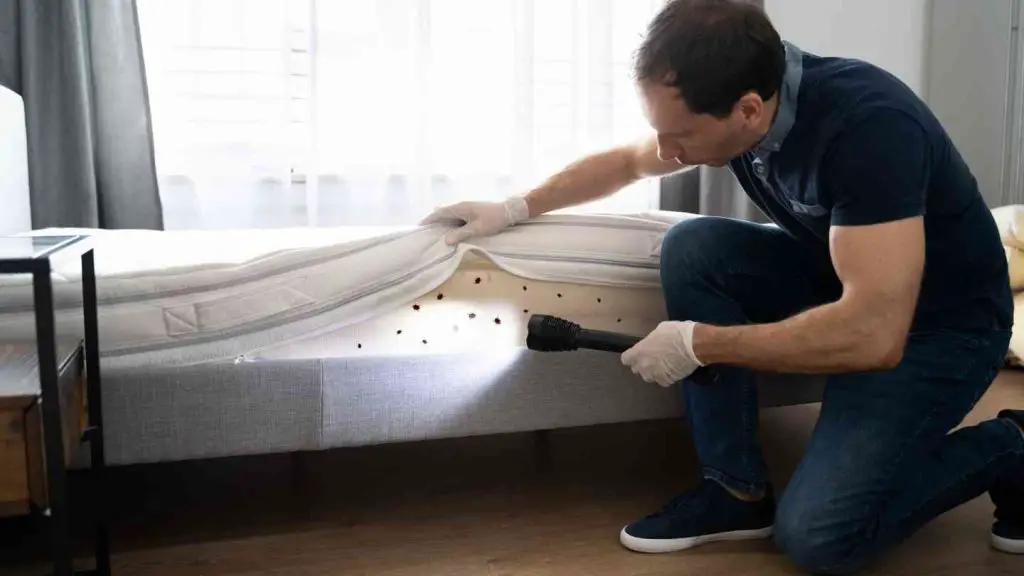 Will Heat Treatment for Bed Bugs Damage My Home