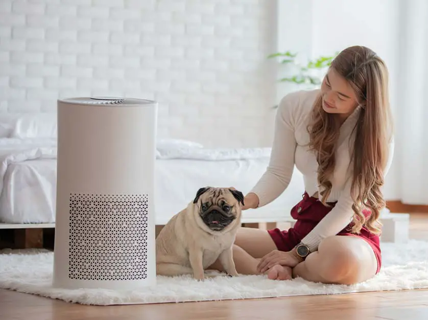The 5 Best Air Purifiers for Litter Dust