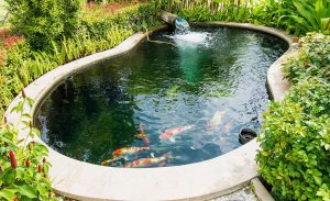 The 5 best fish for your backyard pond