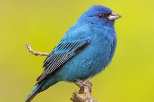 30 Common Backyard Birds That Are Found in Illinois