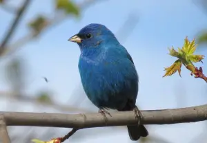 30 Common Backyard Birds That Are Found in Georgia
